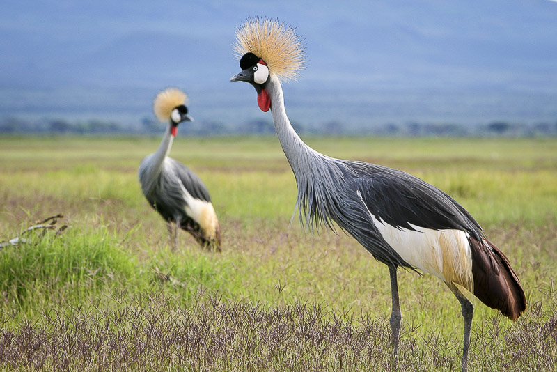 Amboseli crowned cranes