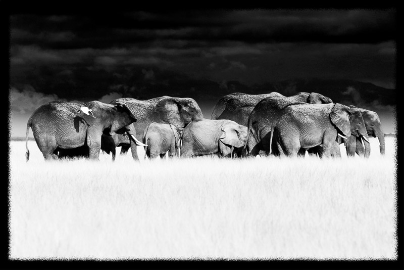 Amboseli herd with egret
