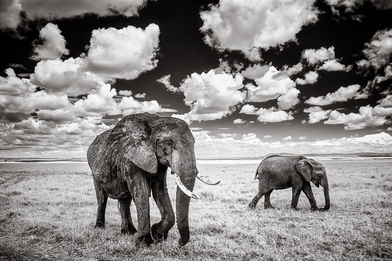 Elephants and Clouds