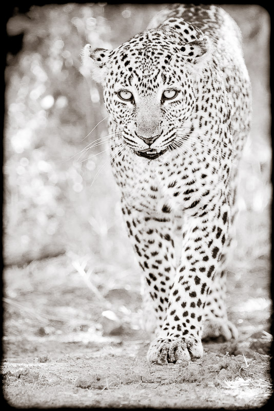 approaching leopard