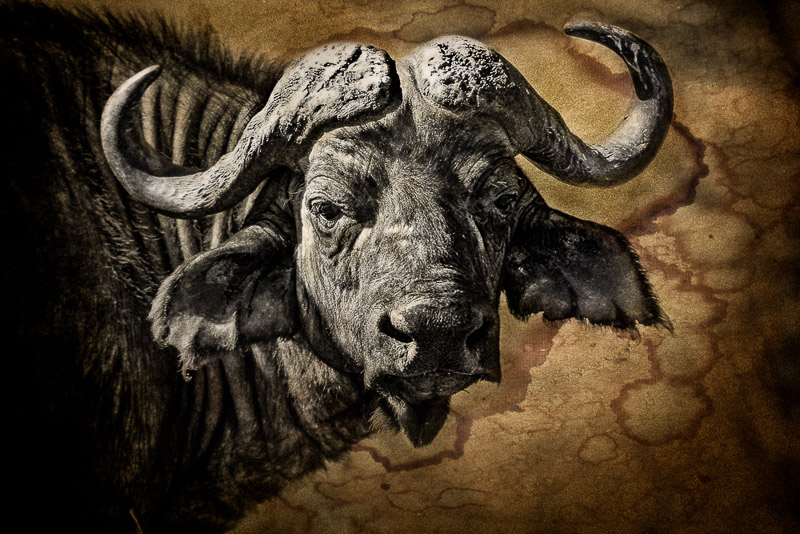 buffalo portrait