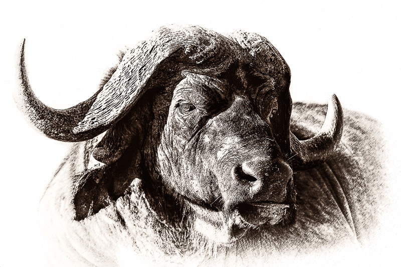 buffalo sketch