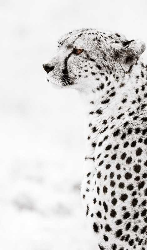 cheetah stare