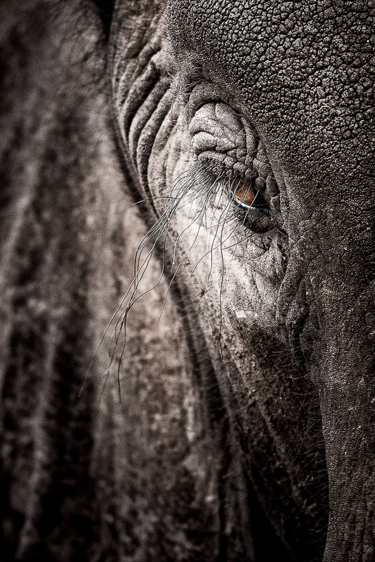 elephant eye verical