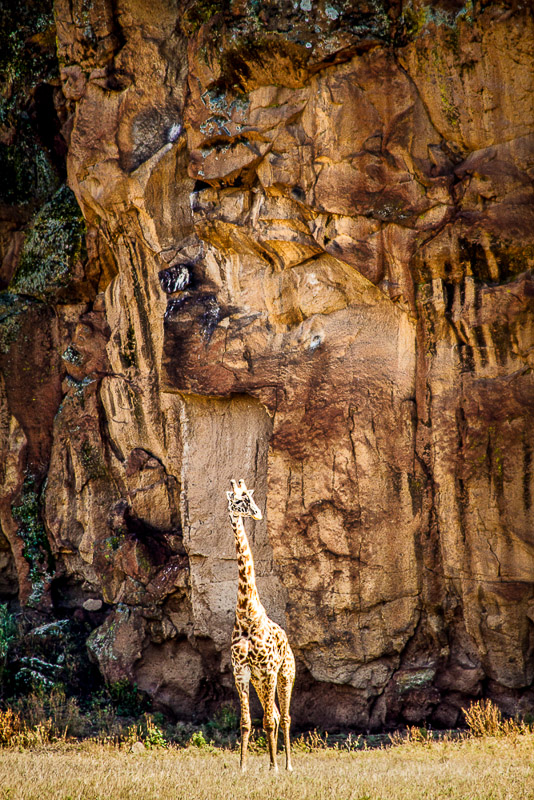 giraffe against the rocks color