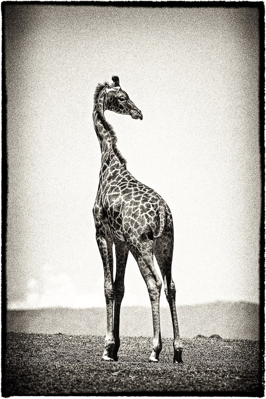 giraffe backward glance