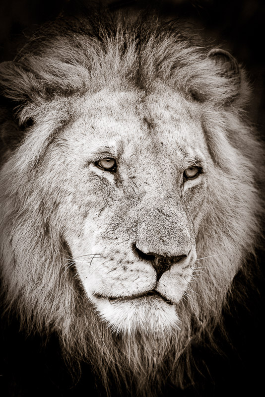 lion cameo
