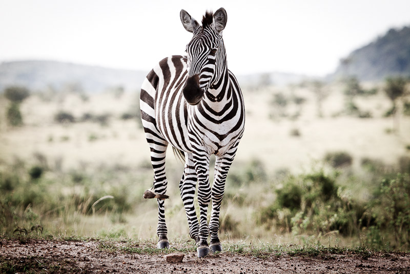 lone zebra