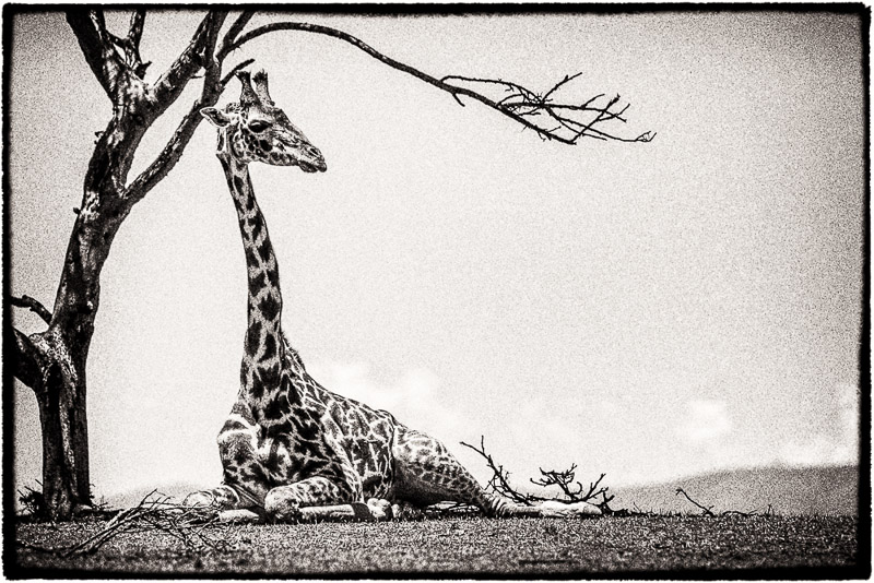 reclining giraffe sepia
