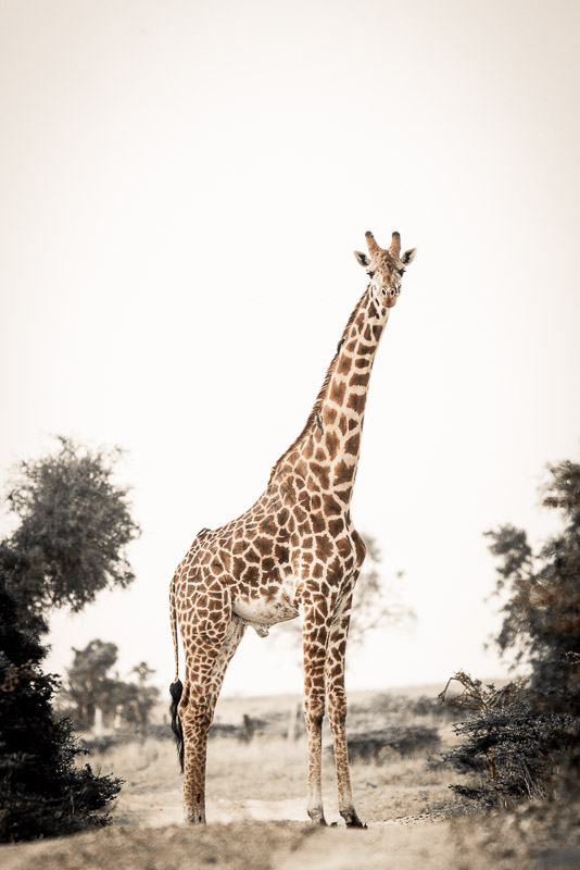 sentinal giraffe
