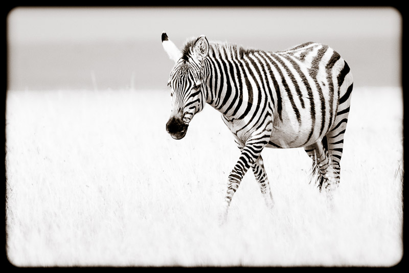 stripes on the move