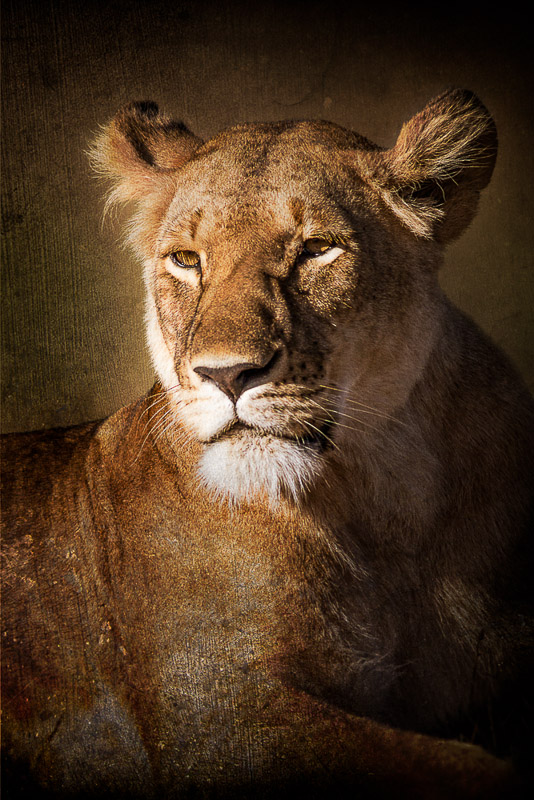 textured lioness portrait