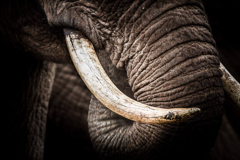 tusks and trunk
