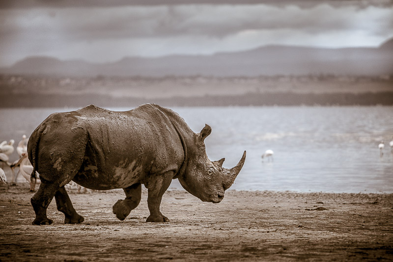 vintage rhino on the shore