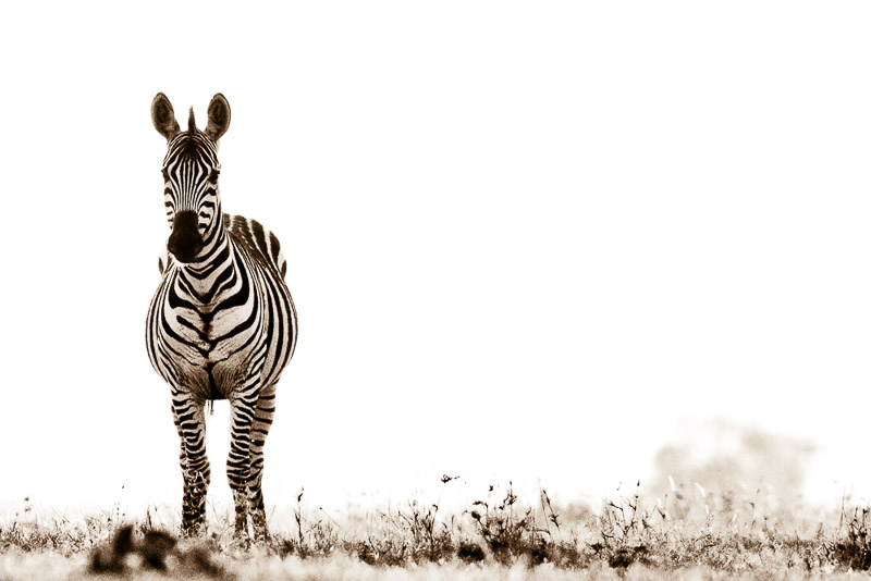 zebra facing forward washed out sky bw