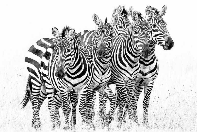 zebra quintet