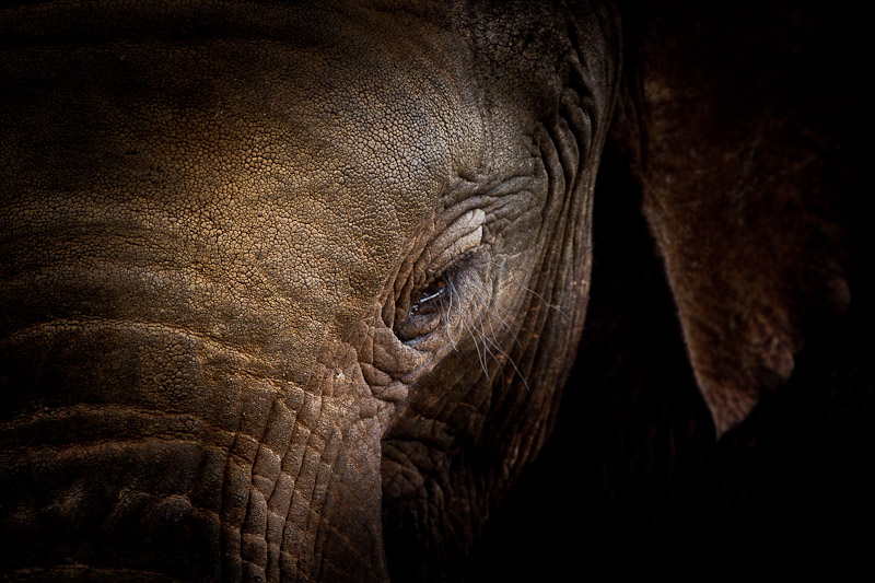 elephant eye horizontal