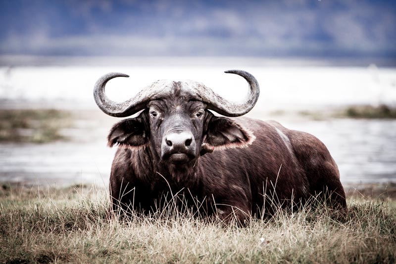 buffalo resting near water