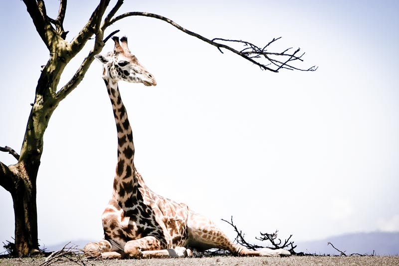 reclining giraffe