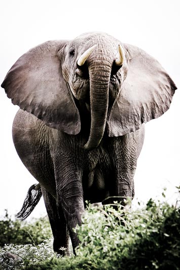 menacing matriarch - an angry female elephant