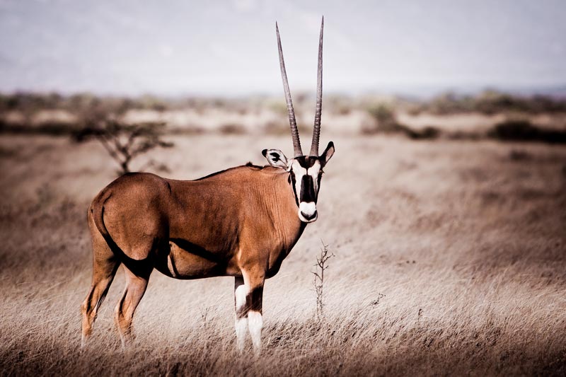 photo of dominant oryx on dry savannah