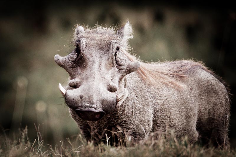 fine art image of a wary warthog