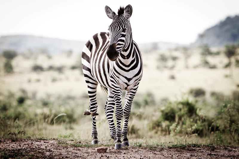 lone zebra standing on the crest of a hill