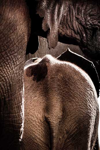 abstract elephant composition abstract elephant composition