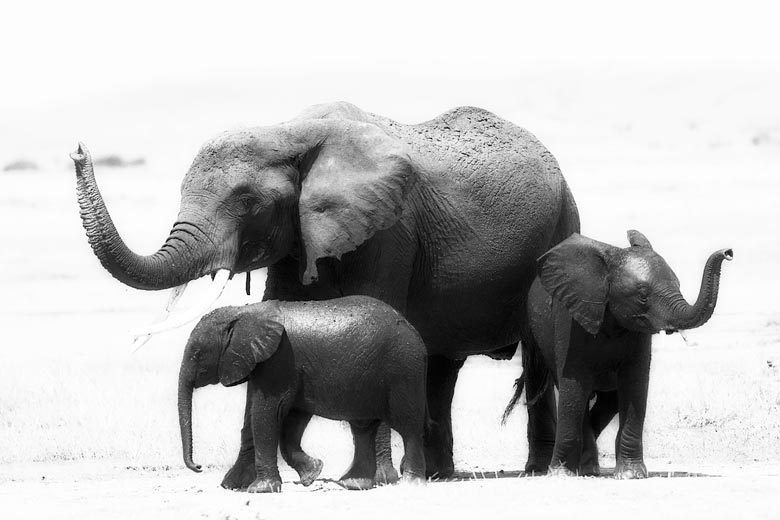 three elephant with trunks raised three elephant with trunks raised