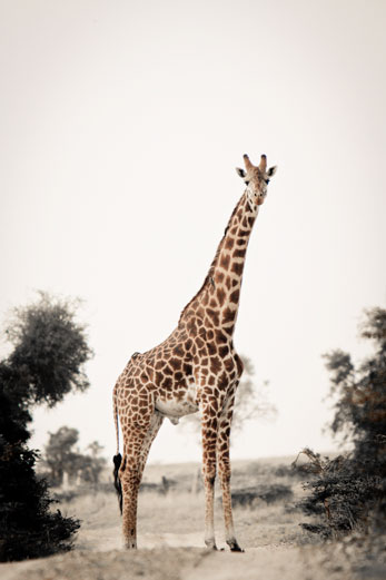 desaturated giraffe desaturated giraffe