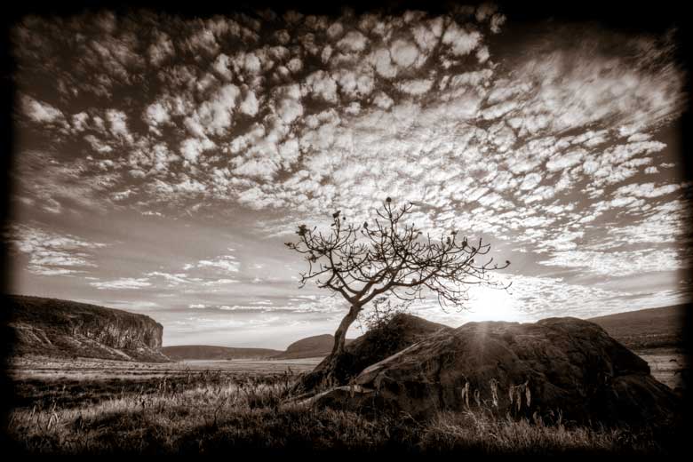 tree and rock at sunrise tree and rock at sunrise