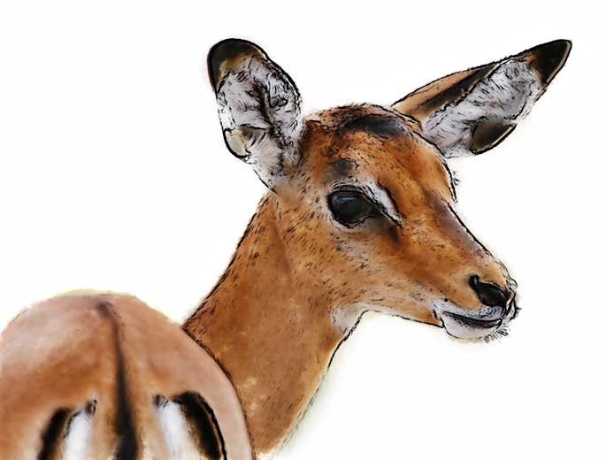 impala watercolor impala watercolor