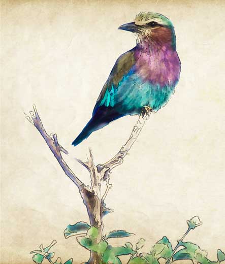 lilac-breasted roller watercolor lilac-breasted roller watercolor