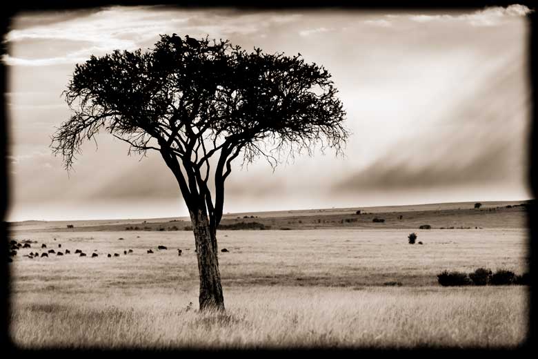 acacia with sunrays on the Mara acacia with sunrays on the Mara