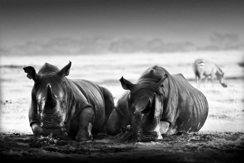 two rhino resting in the rain two rhino resting in the rain