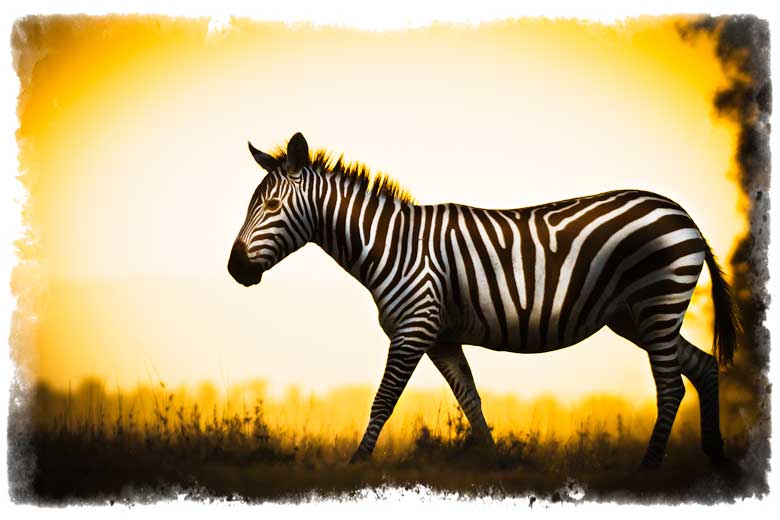 sylized zebra in sunset sylized zebra in sunset