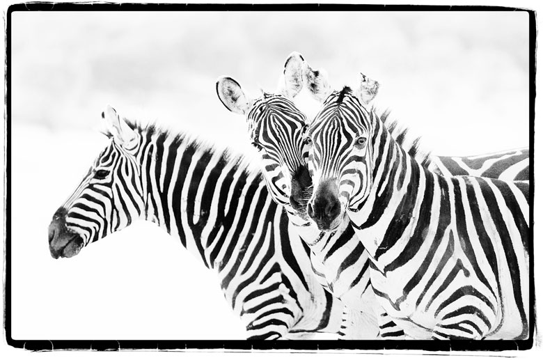 three backlit zebra three backlit zebra