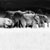 elephant herd crossing plains