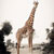 desaturated giraffe