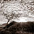 tree and rock at sunrise