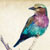 lilac-breasted roller watercolor