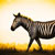 sylized zebra in sunset
