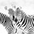 three backlit zebra