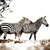 zebra fight