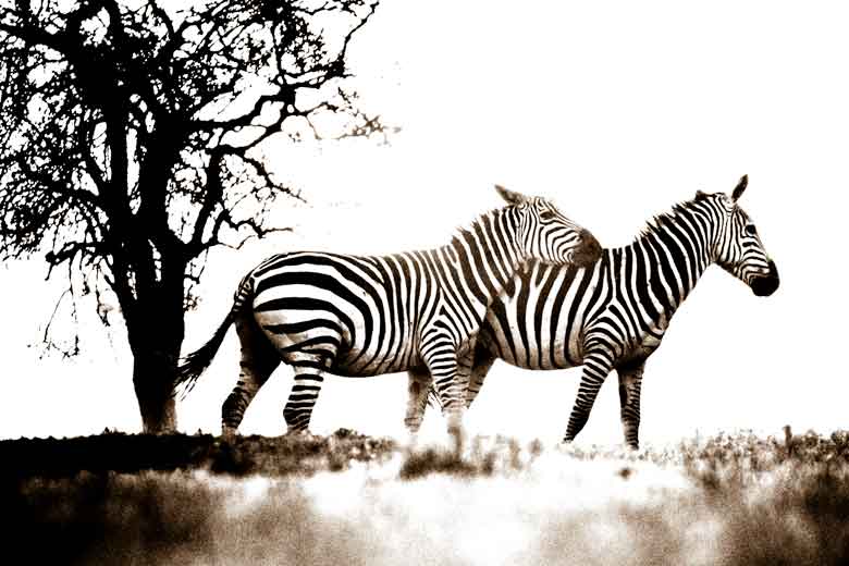 zebra fight zebra fight