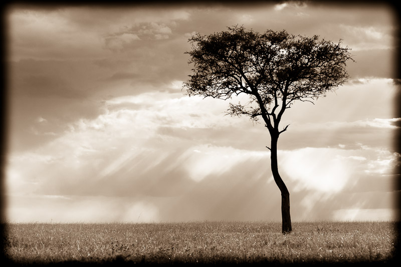 Mara tree and sky 1