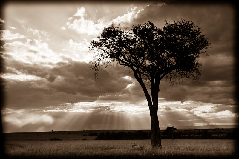 Mara tree and sky 4