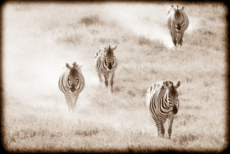 zebras in the mist