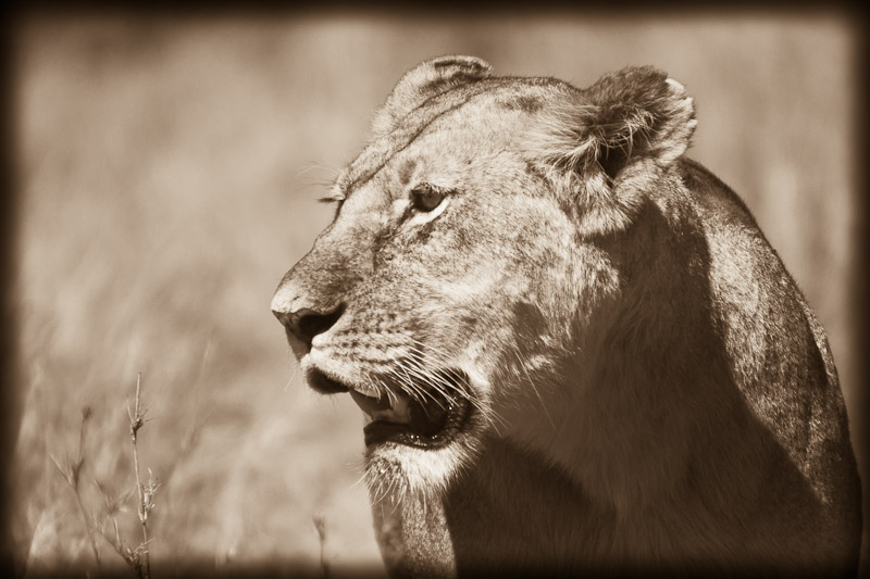 lioness intensity