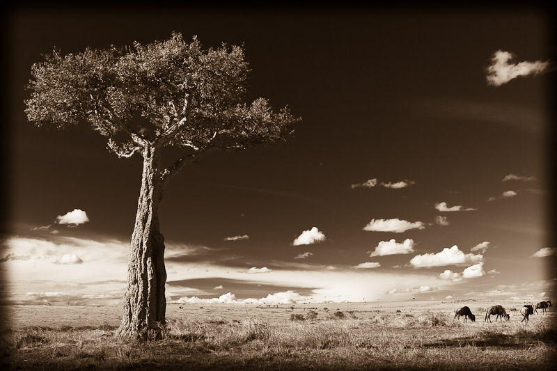 Mara tree and sky 5